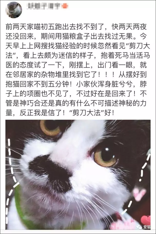 “剪刀大法”真的能找回走丢的猫？我信了