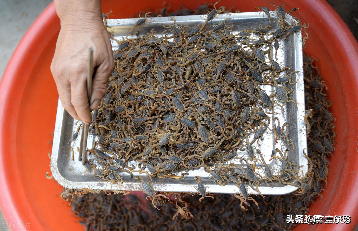 养蝎子三年多,我亏掉二十多万