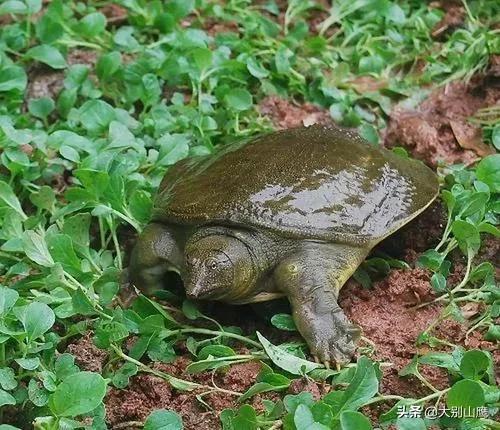 甲鱼最爱吃的10种食物（甲鱼最爱吃的10种食物视频）-第1张图片-华展网