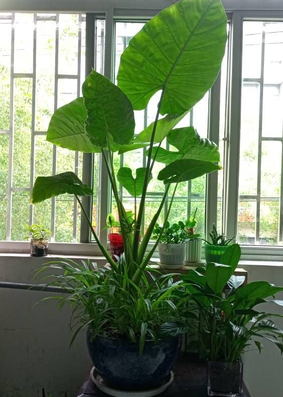 不怕冷不怕热室外绿色植物(不怕冷不怕热的植物四季都绿)