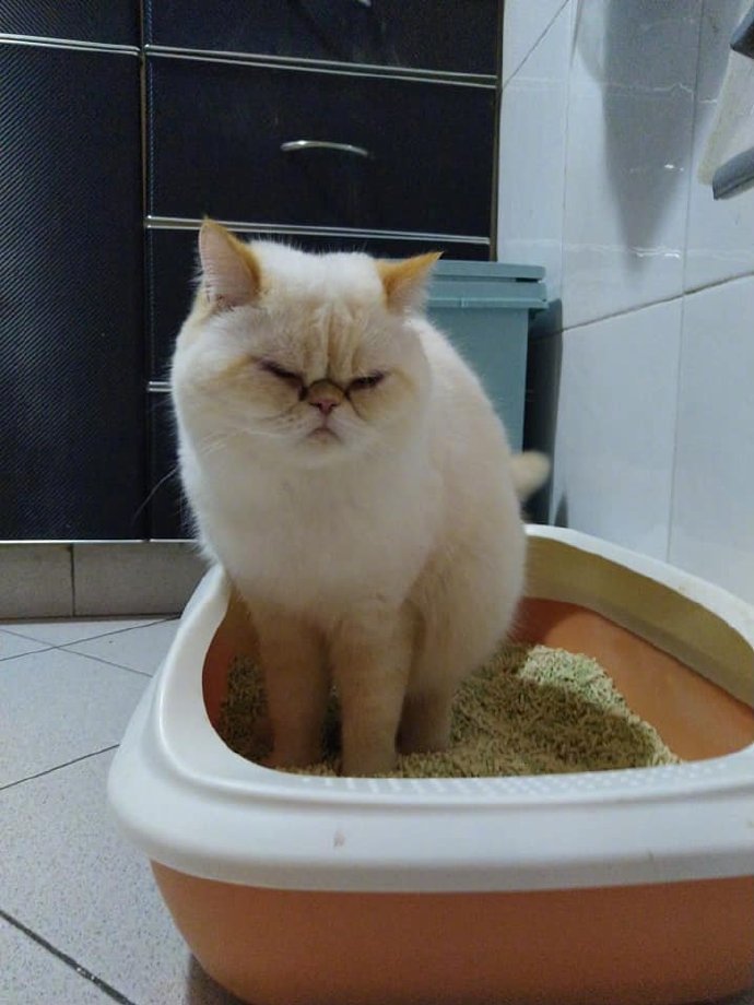 猫咪便血是怎么回事？大多数是这9种原因引起，宠主早知道早好
