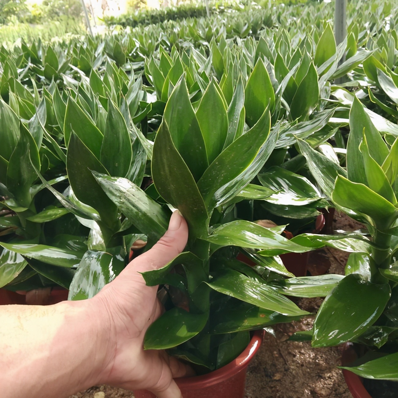 观音红竹养殖图片