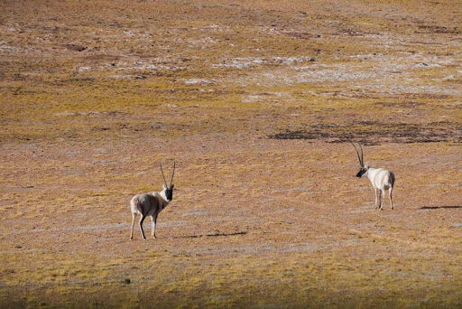 为什么要保护藏羚羊？绝不是因为它数量少，而是它的生态价值大