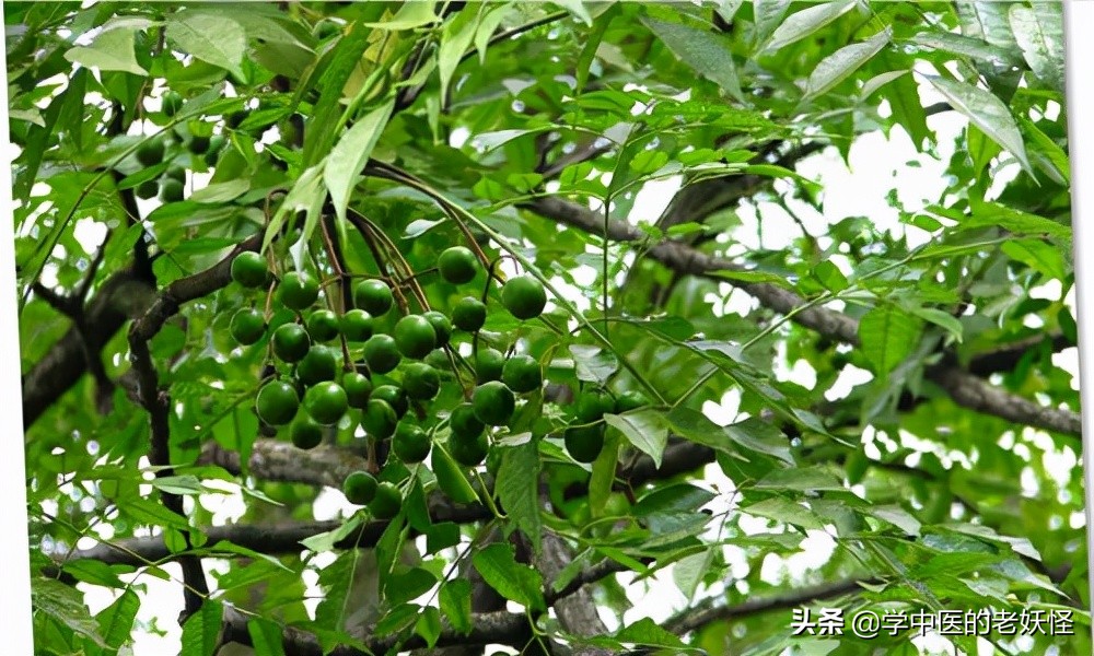 川楝子怎么吃-(每日一味中药-川楝子)