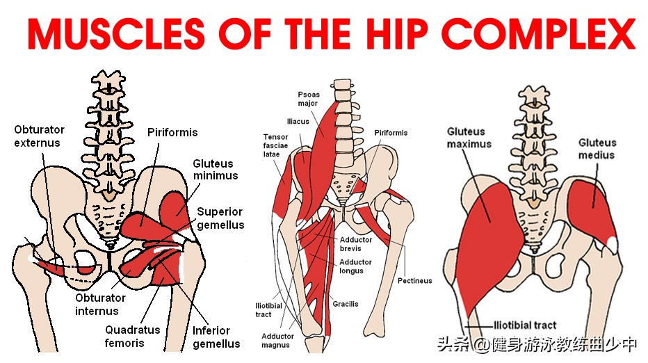 自由泳腿还打不起来？髋关节灵活性了解一下
