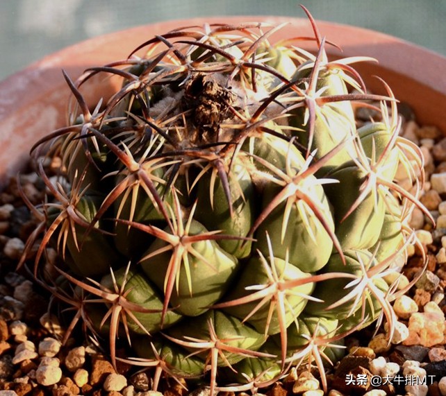 顶花球之王-----钢钉Coryphantha tripugionacantha