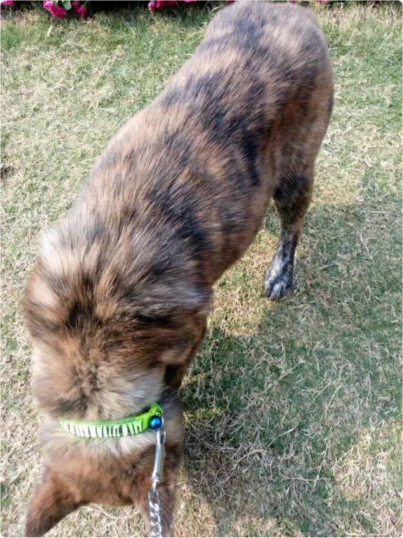 上饶原生犬种——虎斑犬