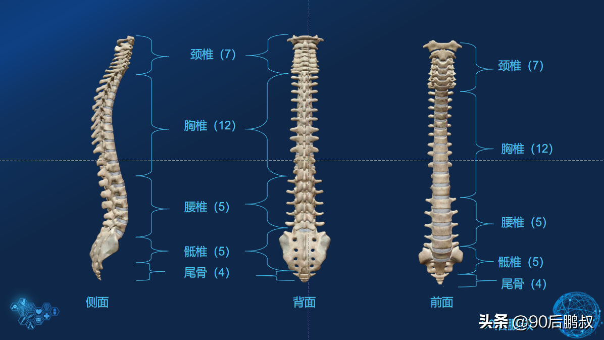 运动解剖—脊柱