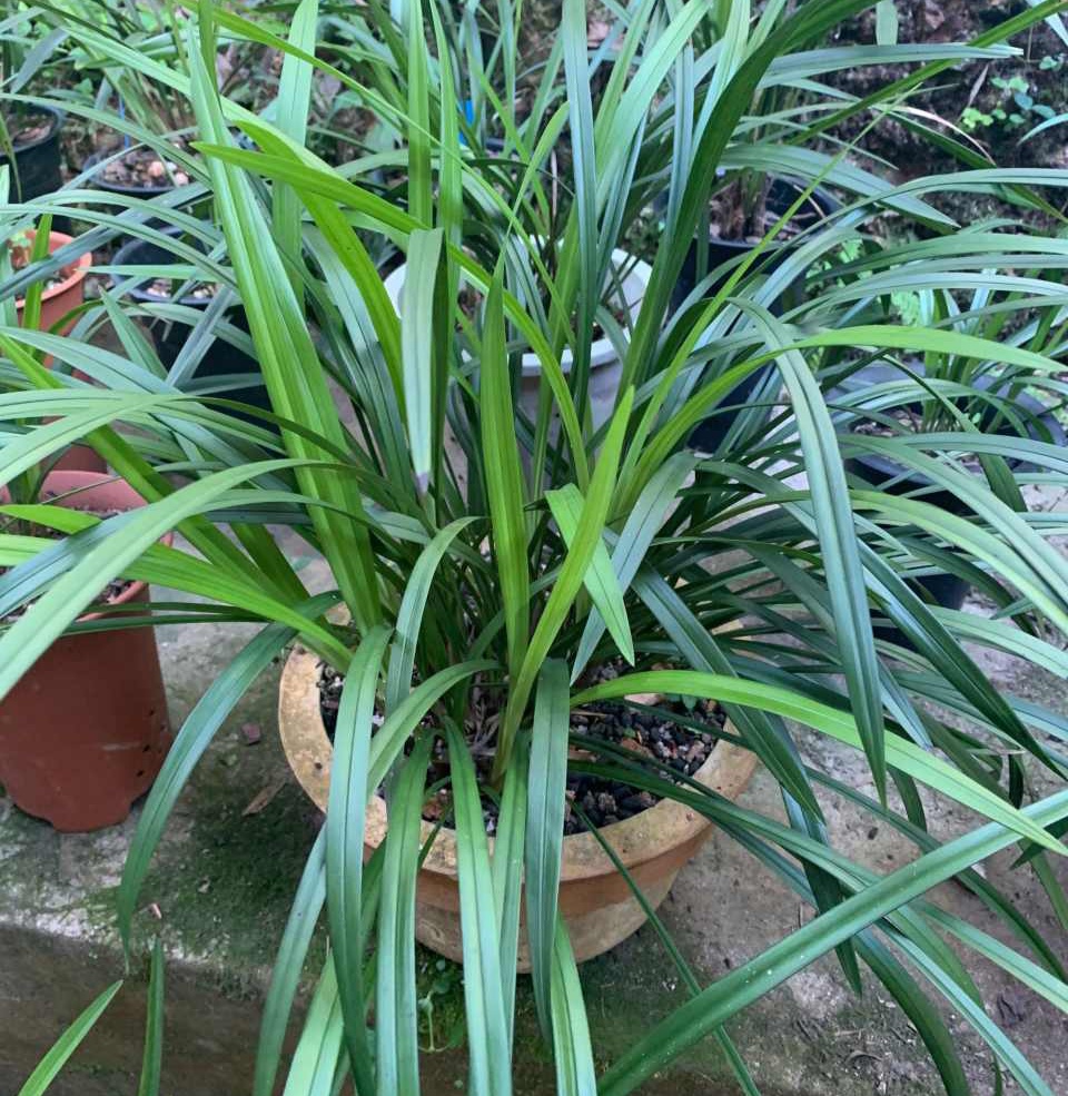 兰草的养殖方法 兰花最简单的养殖方法-千百号