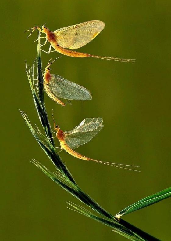 蜉蝣为什么只能活一天,蜉蝣的人生意义