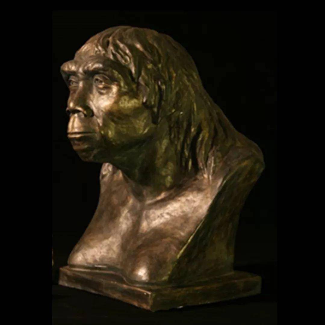 在人类走出非洲之前,已经有直立人走出了非洲,并留在当地演化,比如