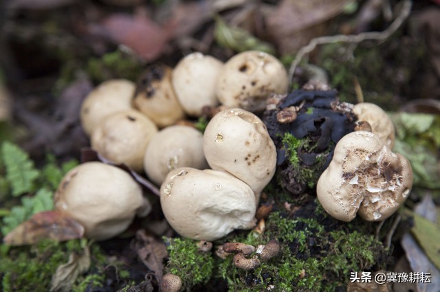 牛屎菇是什么(快速认识民间美味"牛屎菌")
