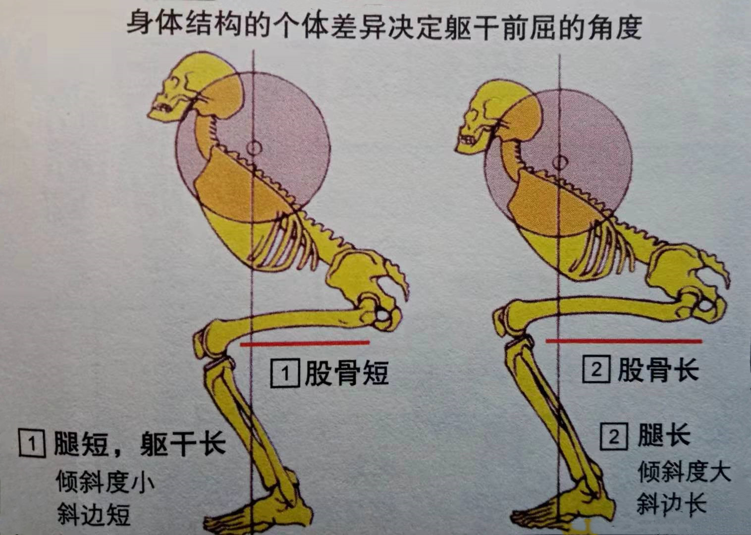 举重机的使用方法(做杠铃深蹲能练好下肢肌肉力量和围度吗？要掌握4个动作重点才行)