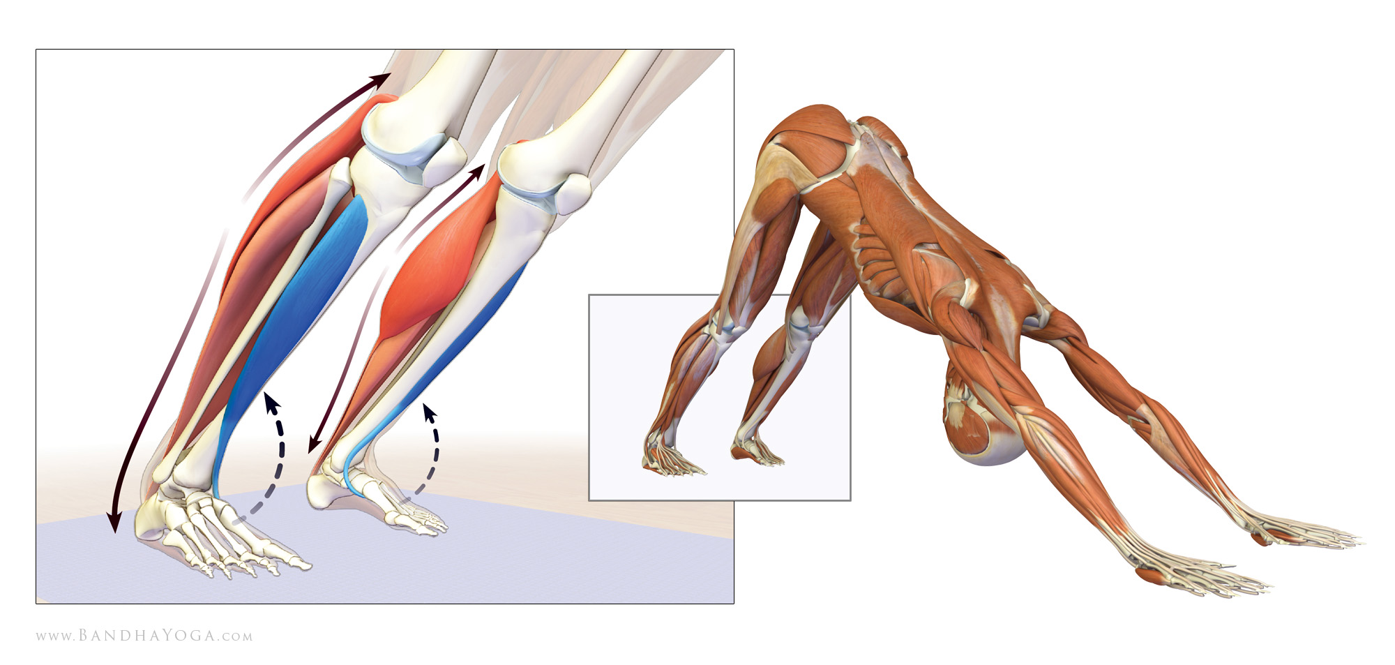 练瑜伽下犬式脚跟无法触地?这些解剖常识你要知道