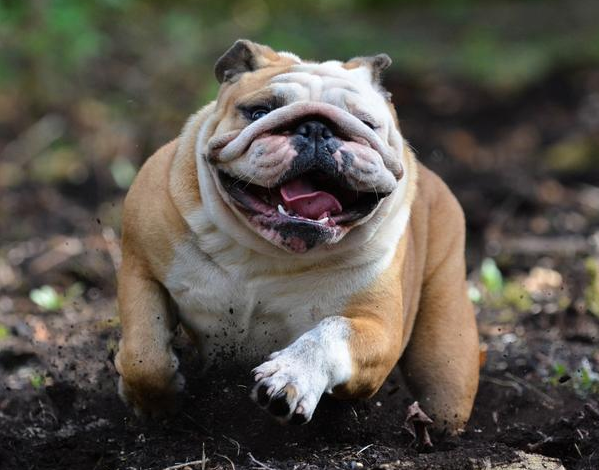 藏污纳垢,加上它爱流口水,平时运动少的话还容易肛门腺堵塞发出臭味