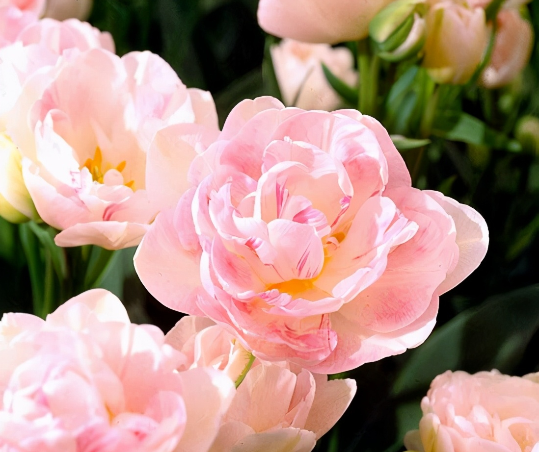 郁金香图片大全大图(10种超美的郁金香) - 赤虎壹号