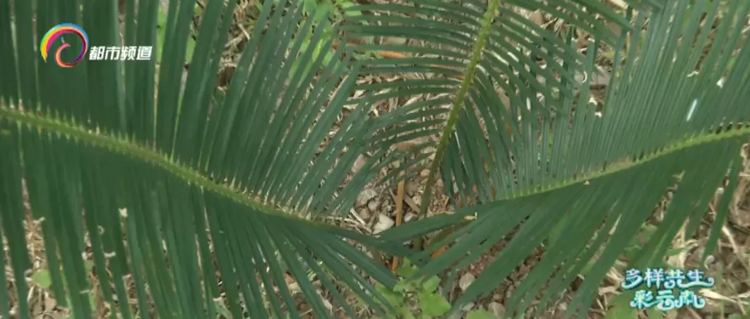 轿子山攀枝花苏铁：守护植物“活化石”