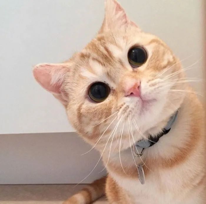 最容易饲养的3种猫咪，养到的人都在偷着乐呢
