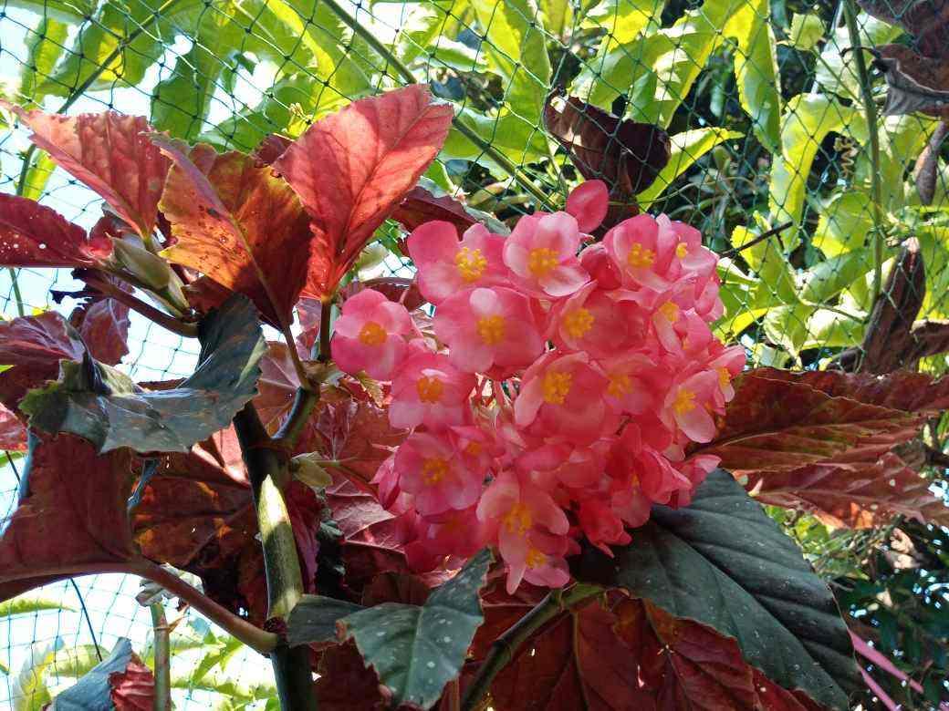 5种花养起来太省心,没人打理也能开花爆盆,这么“乖”谁能不爱