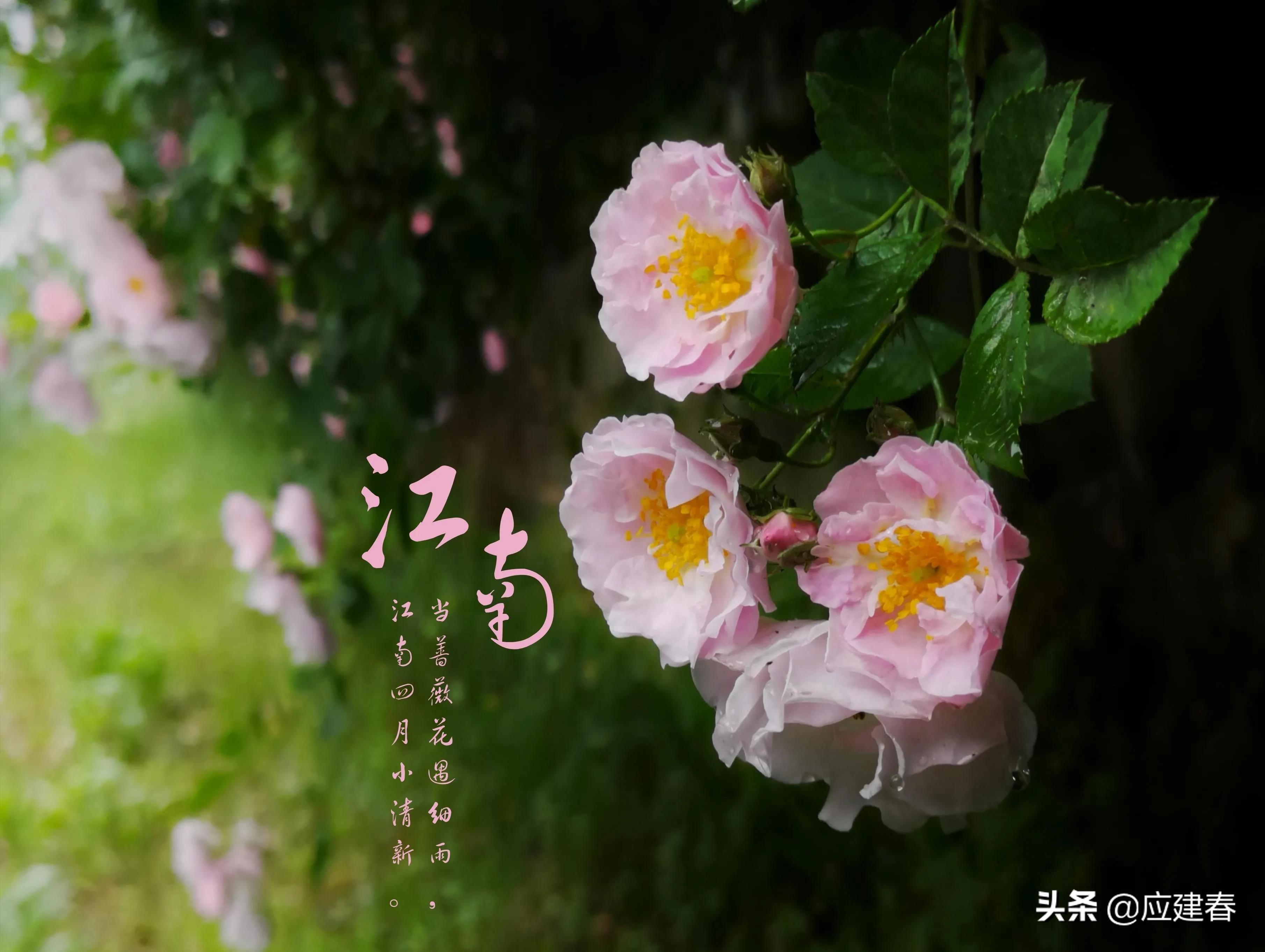 蜂舞花间，采撷千芳酿蜜，一滴甘甜凝聚日月精华与辛勤时光