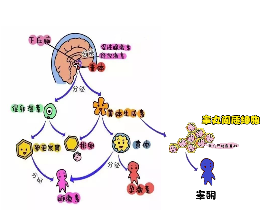 包皮手术后，医生竟然让我吃雌激素？