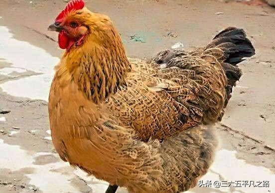 “雞是千日蟲，再養就會窮”啥意思，三年老母雞不受待見？