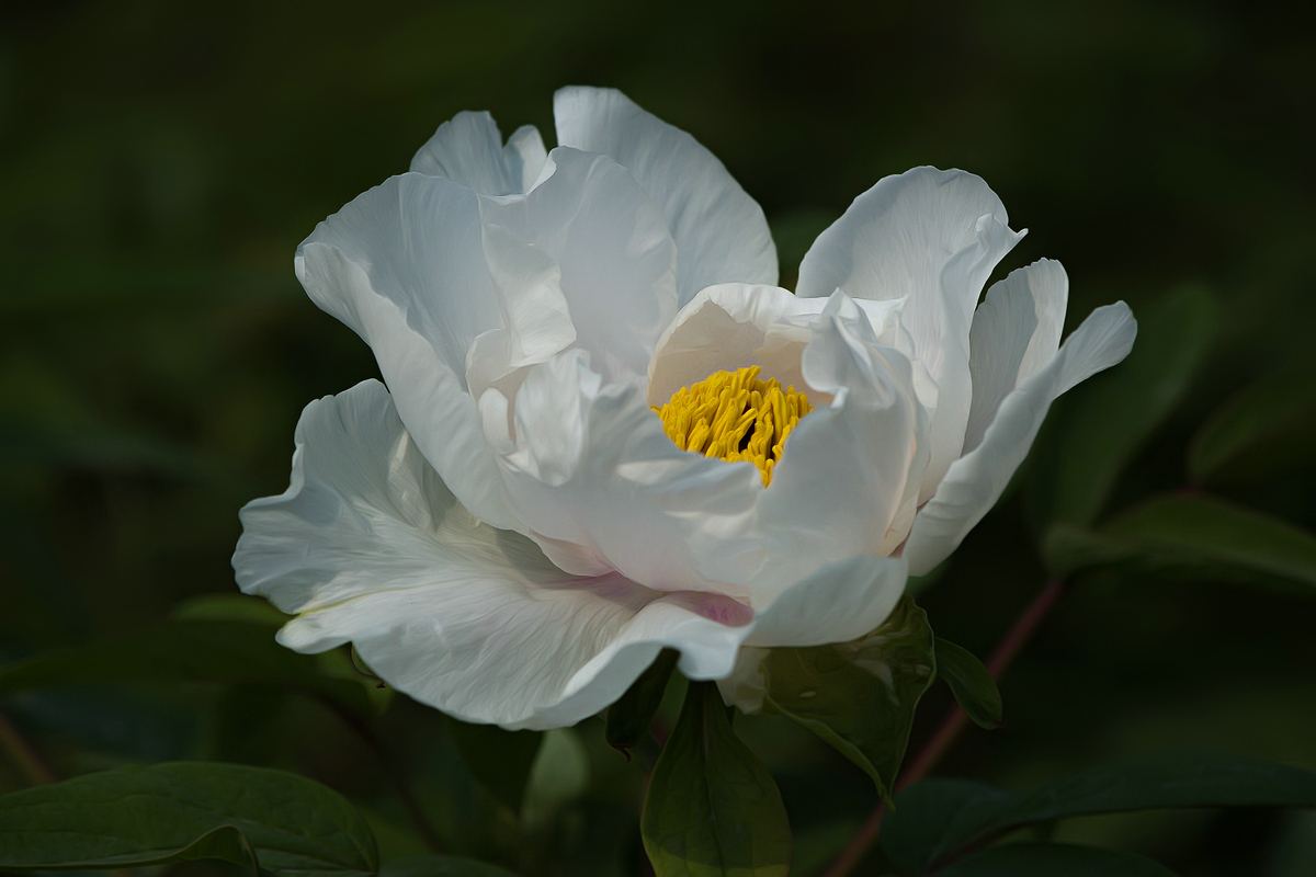 凤丹和牡丹花的区别,有叶无叶都能分辨!