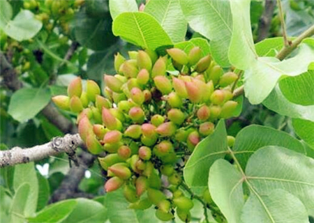 开心果适合在哪里种植 为什么没人种植开心果