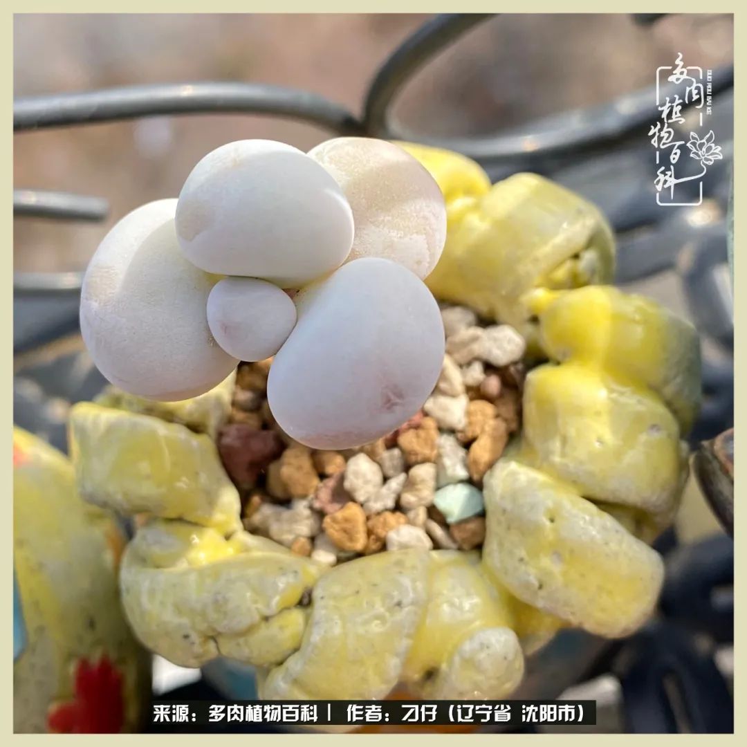 三年时间,多肉能养成什么样?