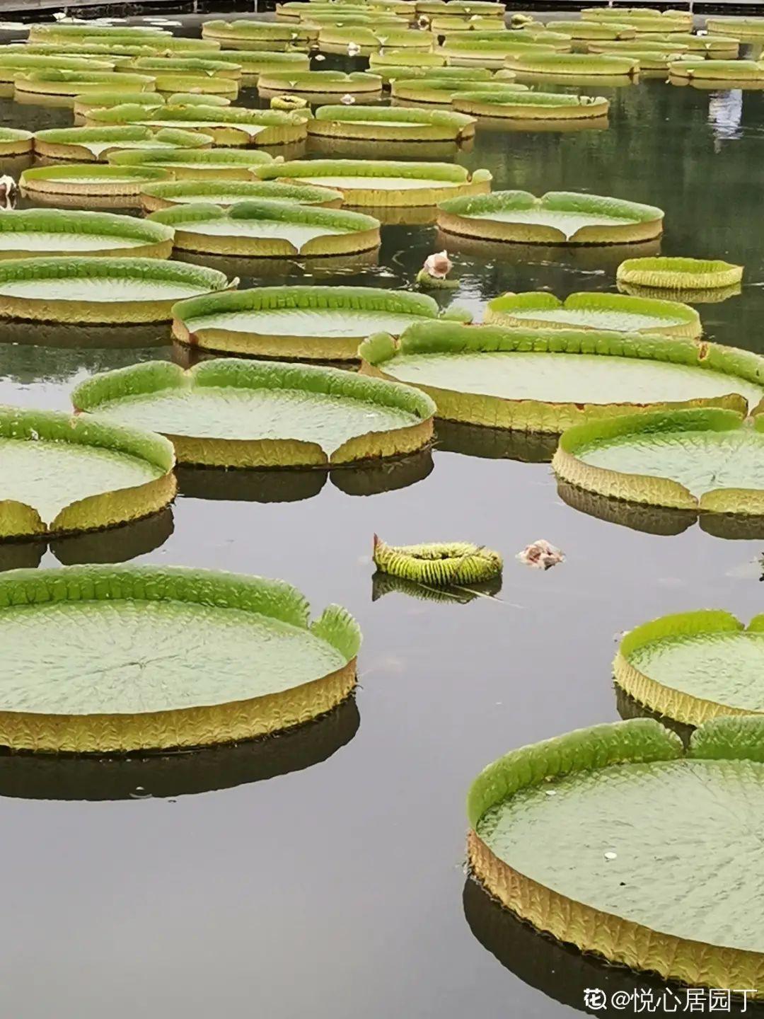 10种花太能喝水,一天一瓢水,7天爆满缸