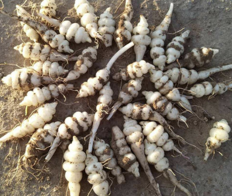 地环草的功效与作用是什么样的,地环草的功效与作用-友友