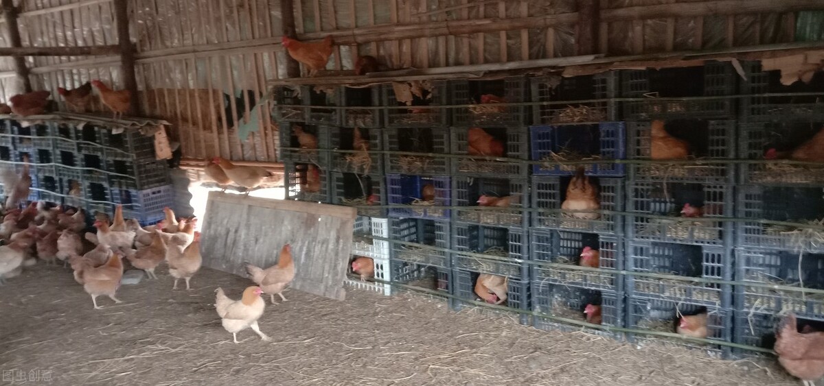 养殖分享：四个增效阿莫西林的小技巧，效果好还省钱