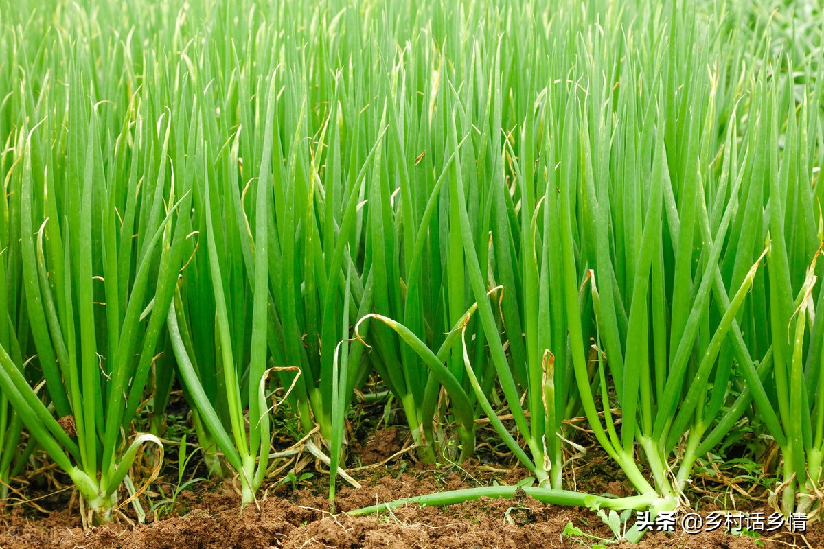 萝卜几月份种植才合适（萝卜几月份种比较合适）-第4张图片-巴山号