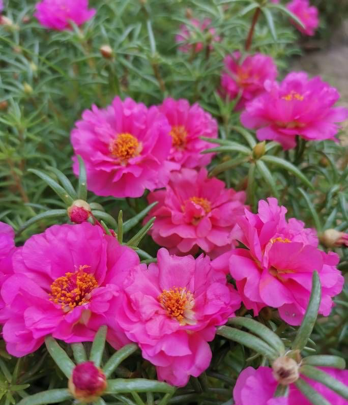 秋天扦插5种花,简单易活,当年能开花很美艳,错过等明年