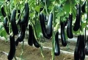 全国进入高温炙烤状态。还好东北还有两场雨要下