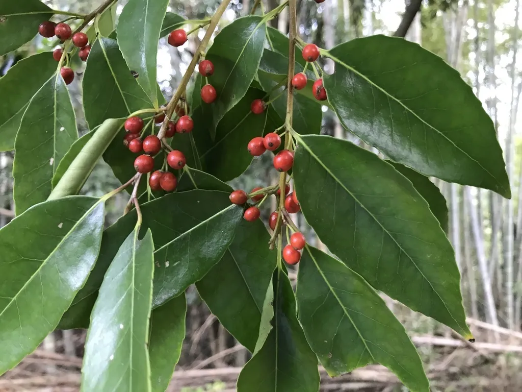 谁曾想爷爷奶奶泡的茶，摇身一变竟成了“花中爱马仕”