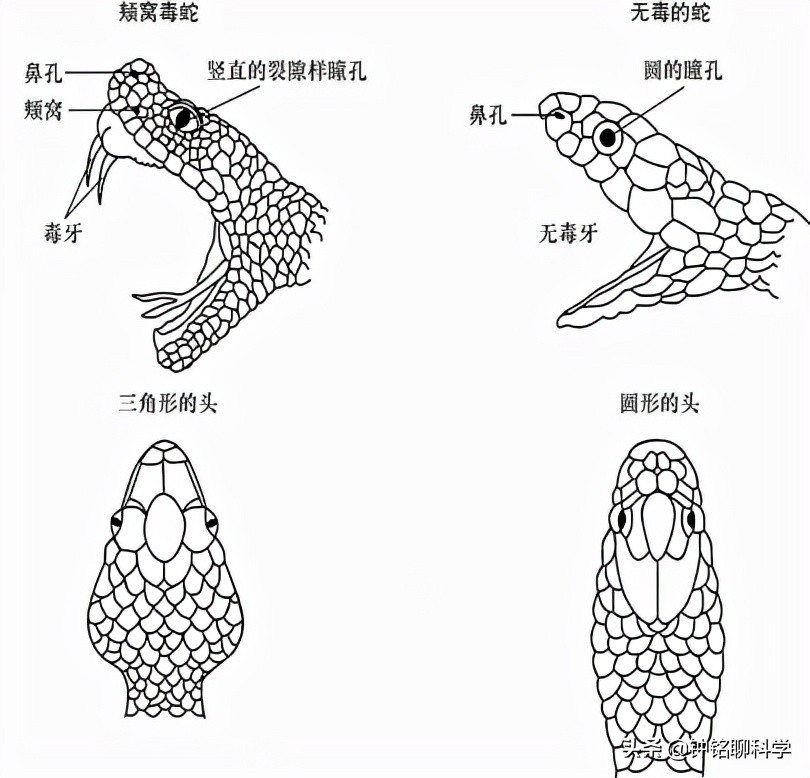 秦岭最危险的毒蛇是什么？遇到毒蛇该怎么办？