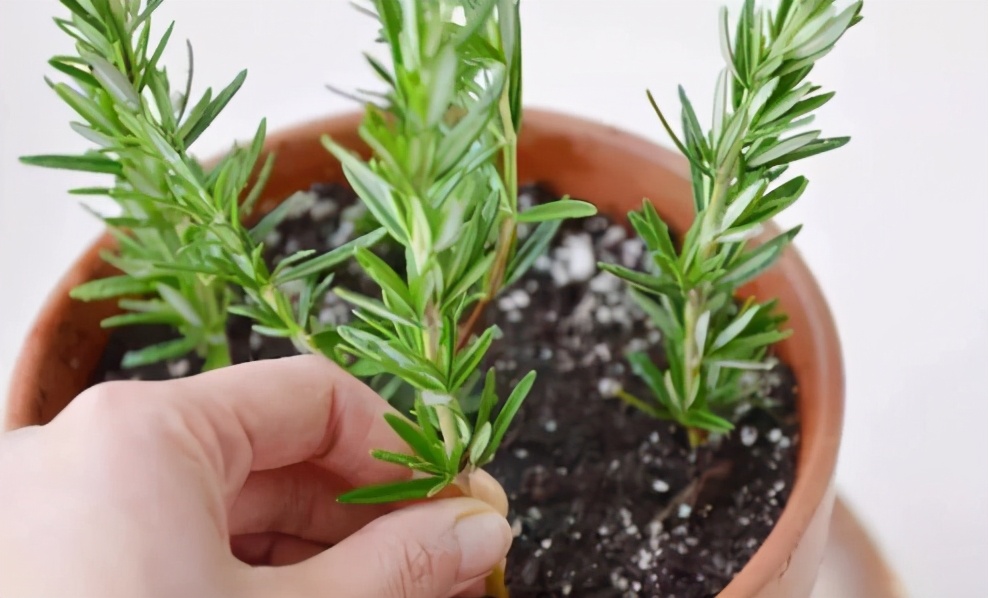 碰碰香开花的样子（适合热天养的香香花放客厅雅致）