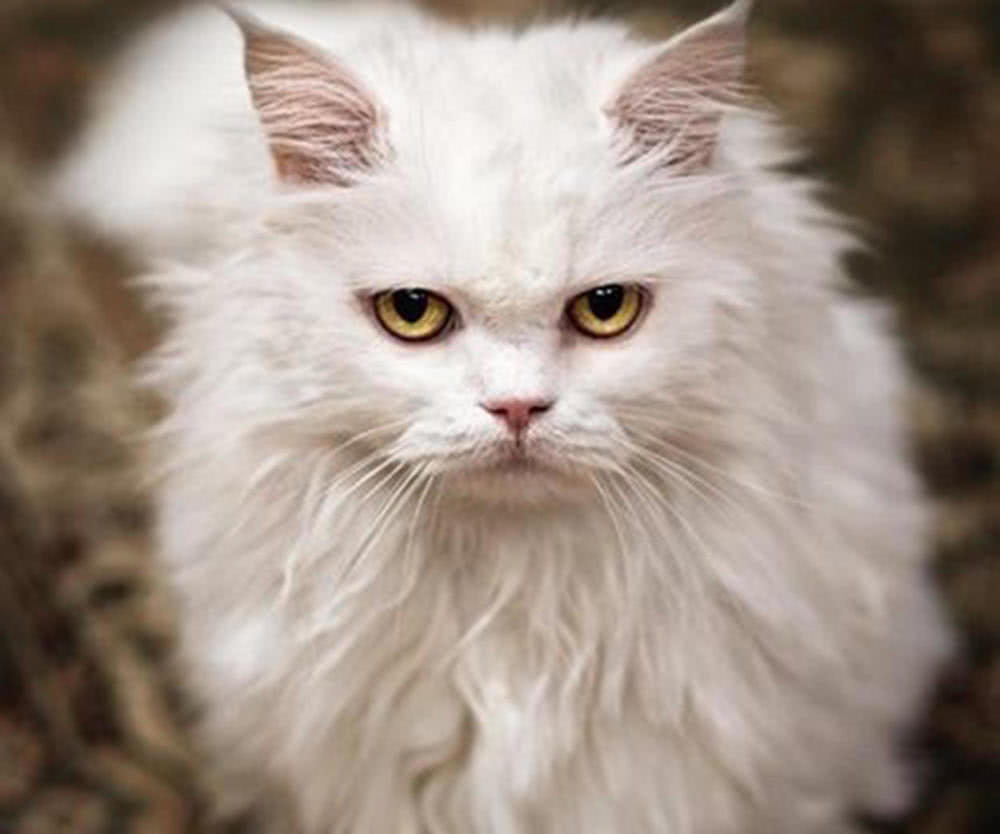 为何常说女人如猫(为何常说女人如猫似虎) - 趣味头条