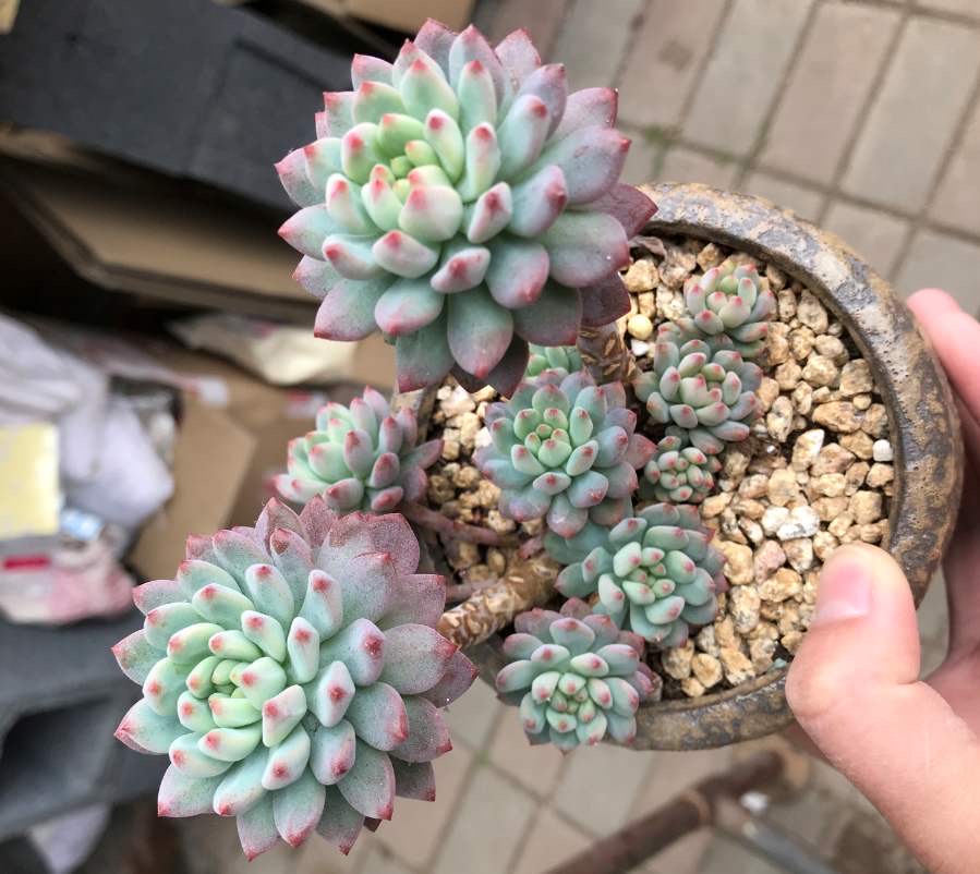 花土里的小飞虫怎么彻底清除（1个不用喷药的简单方法）