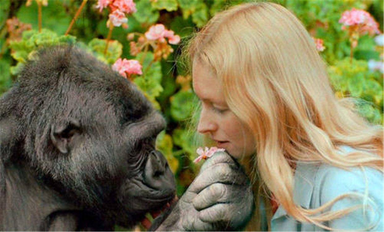 科学家进行"人猿杂交"实验,结果悲剧了