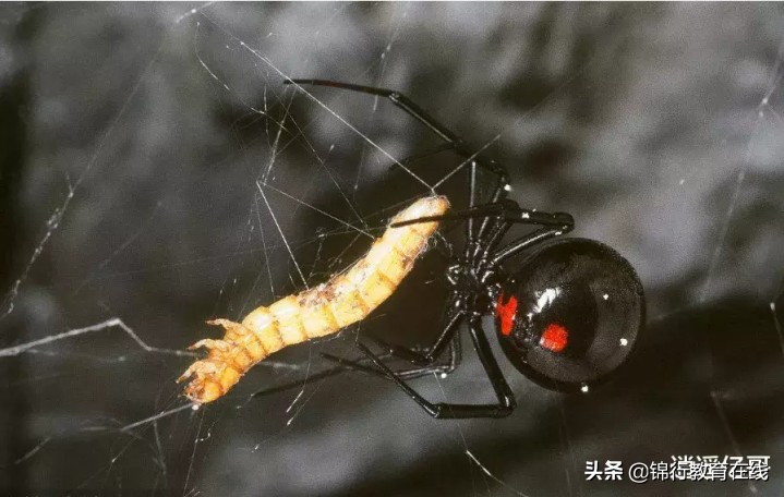 世界上十大最毒蜘蛛, 最后一种简直就是男人的噩梦！！