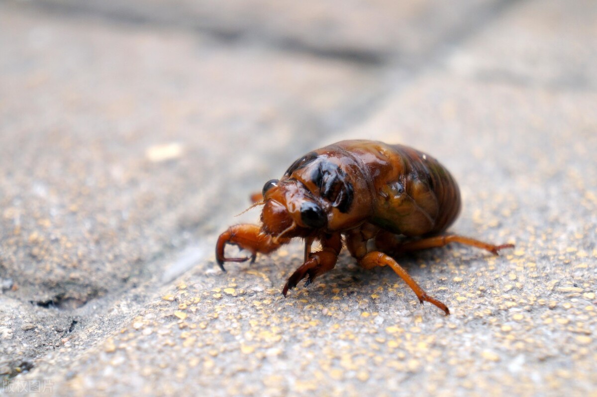 到了,夏至也带来了很多新的现象发生,夏至三侯:一侯鹿角解,二侯蝉始鸣
