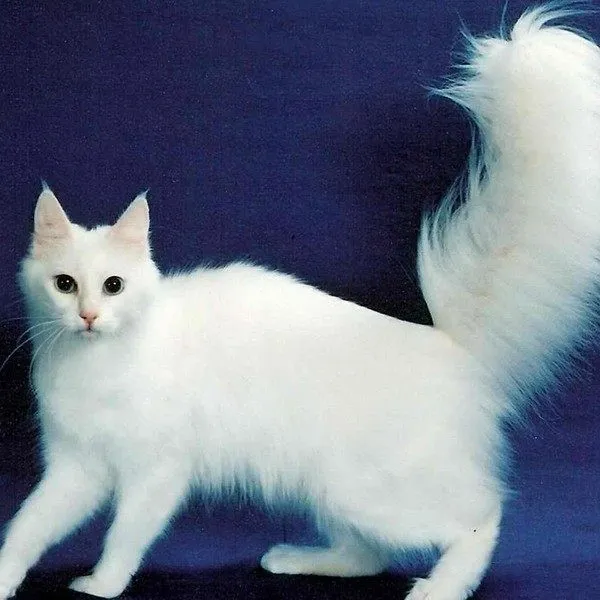 白色长毛猫（白色长毛猫蓝眼睛是什么品种）-第8张图片