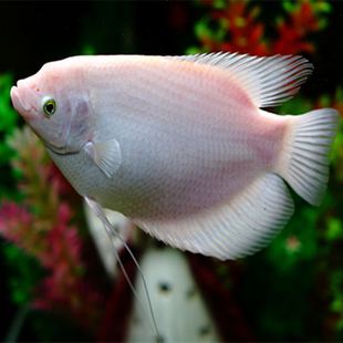 黄金战船红宝石血鹦鹉金菠萝蓝宝石地图鱼七彩玻璃独角仙鹦鹉马面鲷雪