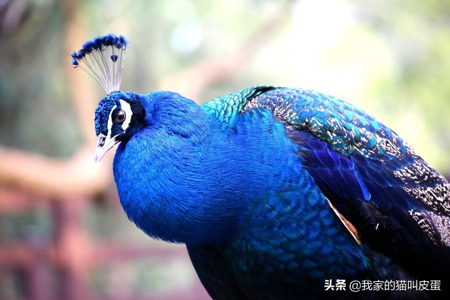 印度的国鸟——蓝孔雀