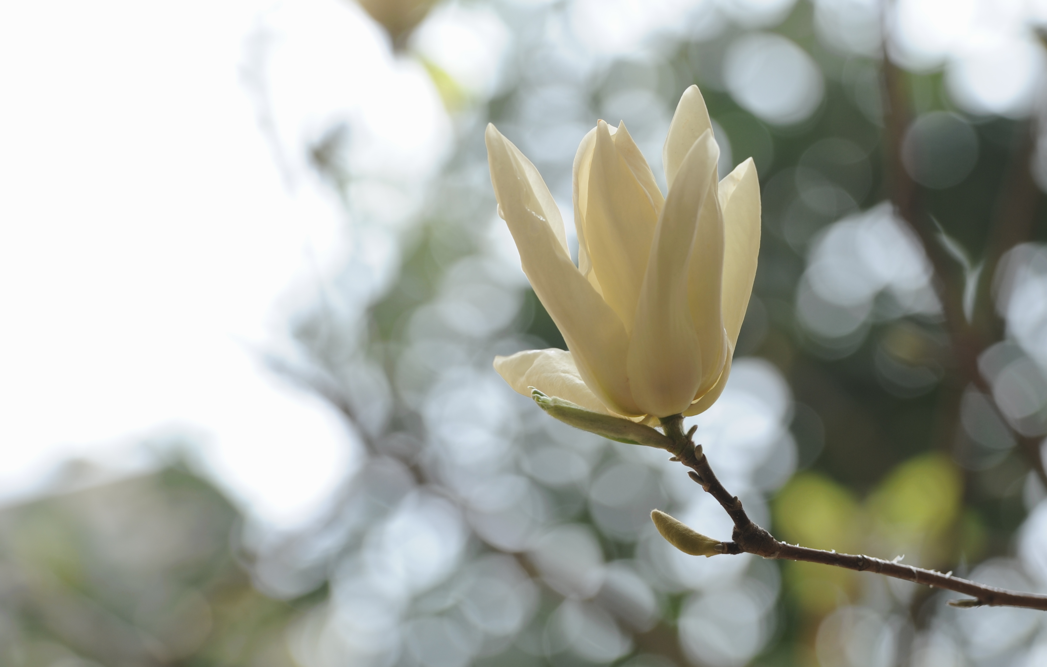 玉兰花长什么样子(玉兰花长什么样子作文)