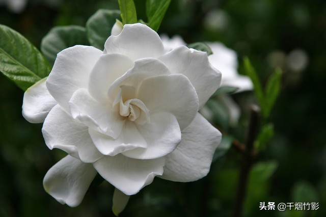 栀子花的正确读音及种植养护方法详解