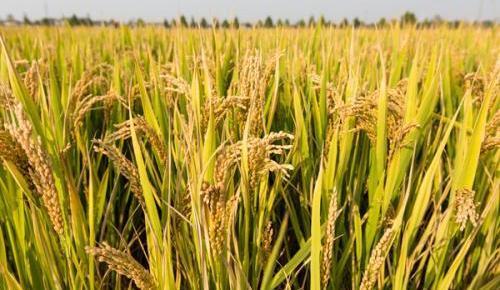 小学生必须知道的10个科学知识（答案在底部）