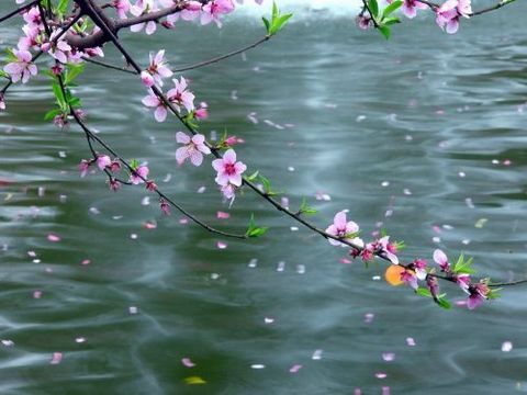 45句最美落花诗词，惊艳了风雨，斑斓了季节